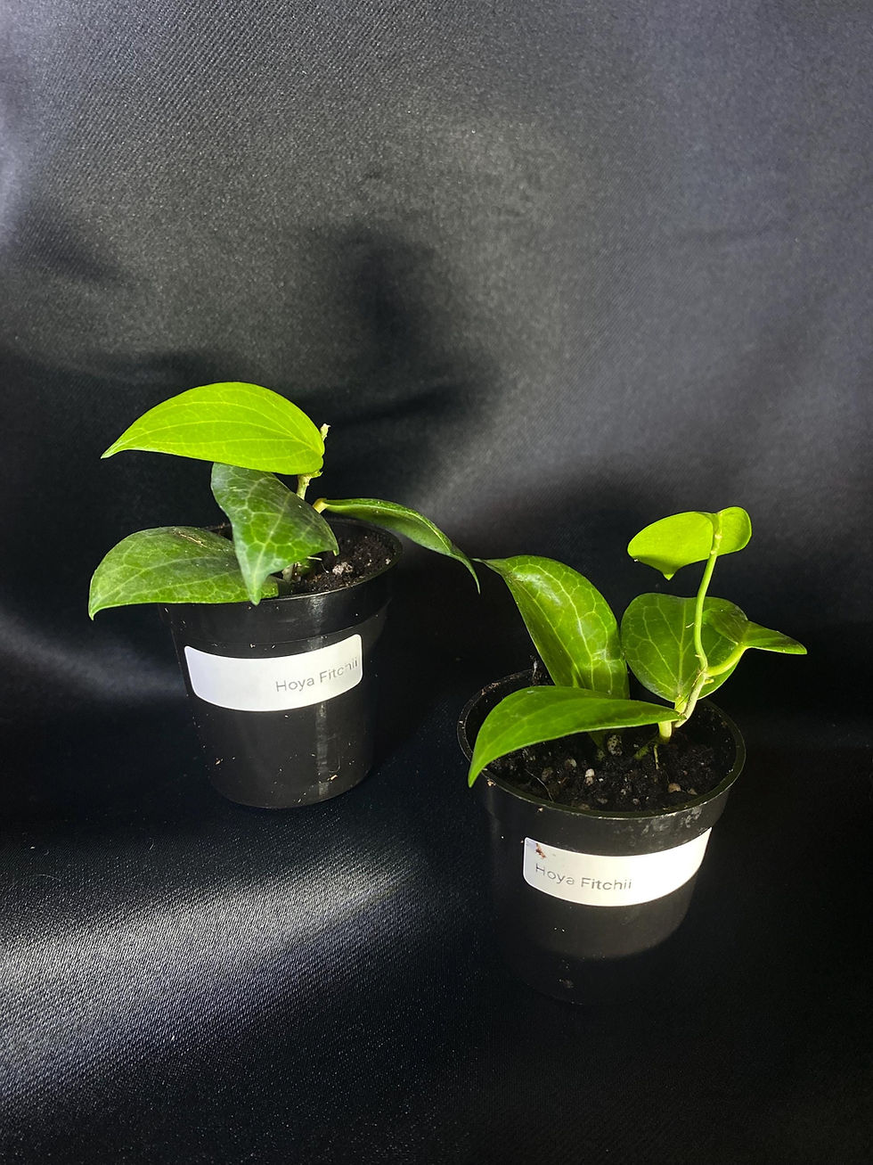 Thumbnail: Hoya Fitchii | 2 Inch Pot