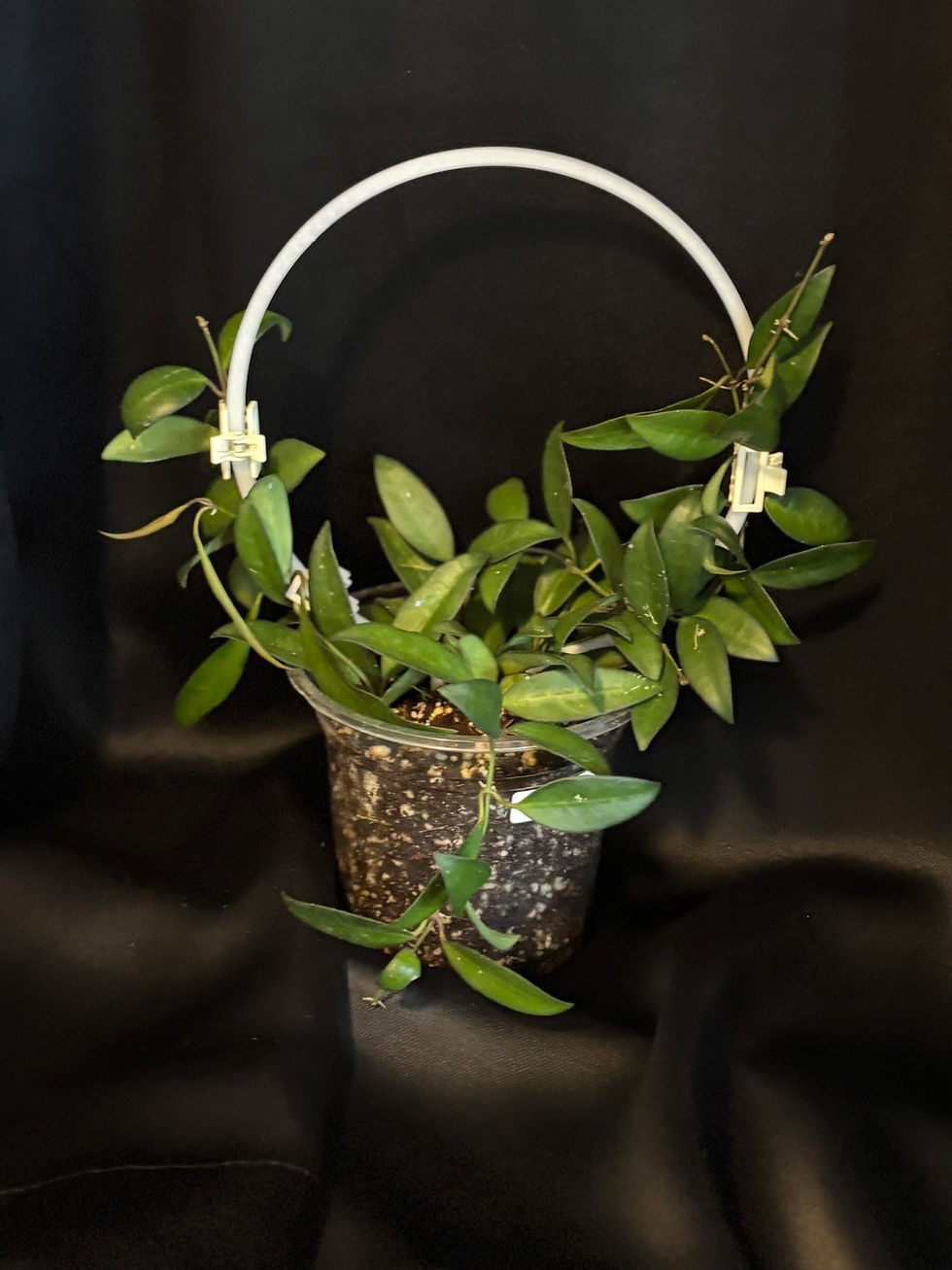 Thumbnail: 3D Printed Trellis + Plants | 9" tall - 7" wide