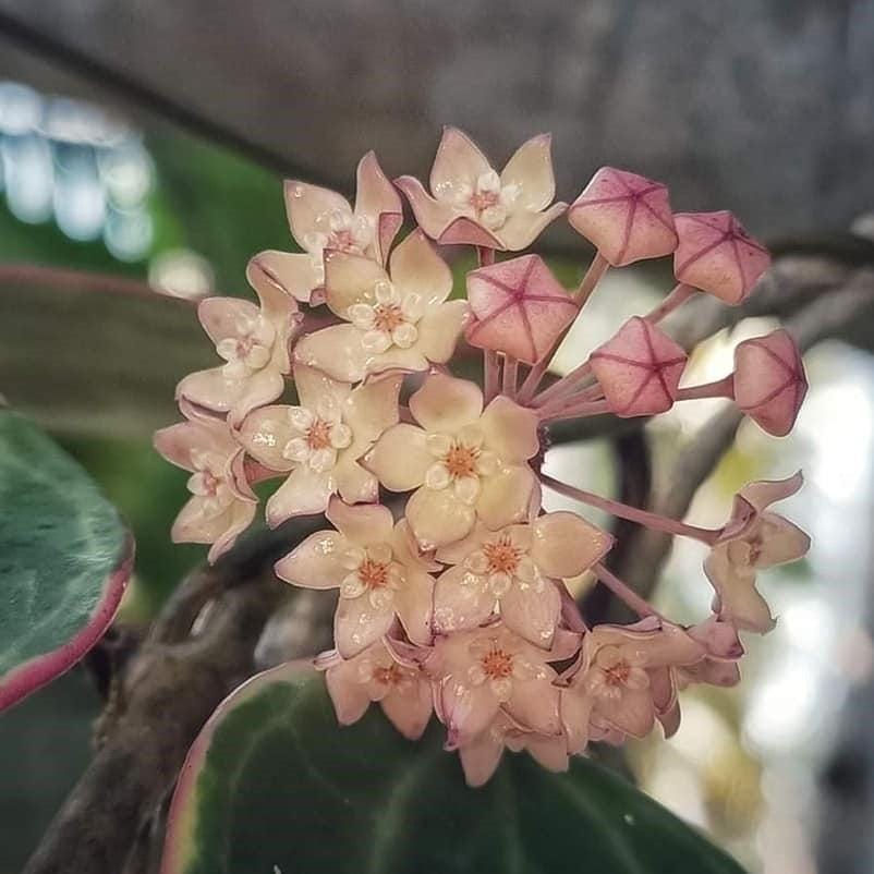 Hoya Latifolia Albomarginata Rooted Cutting - 2 Inch Pot