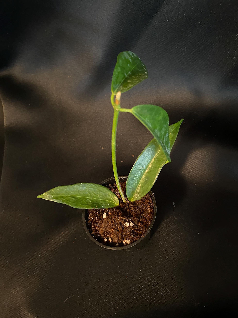 Thumbnail: Hoya Rubida Rooted Cutting - 2 Inch Pot