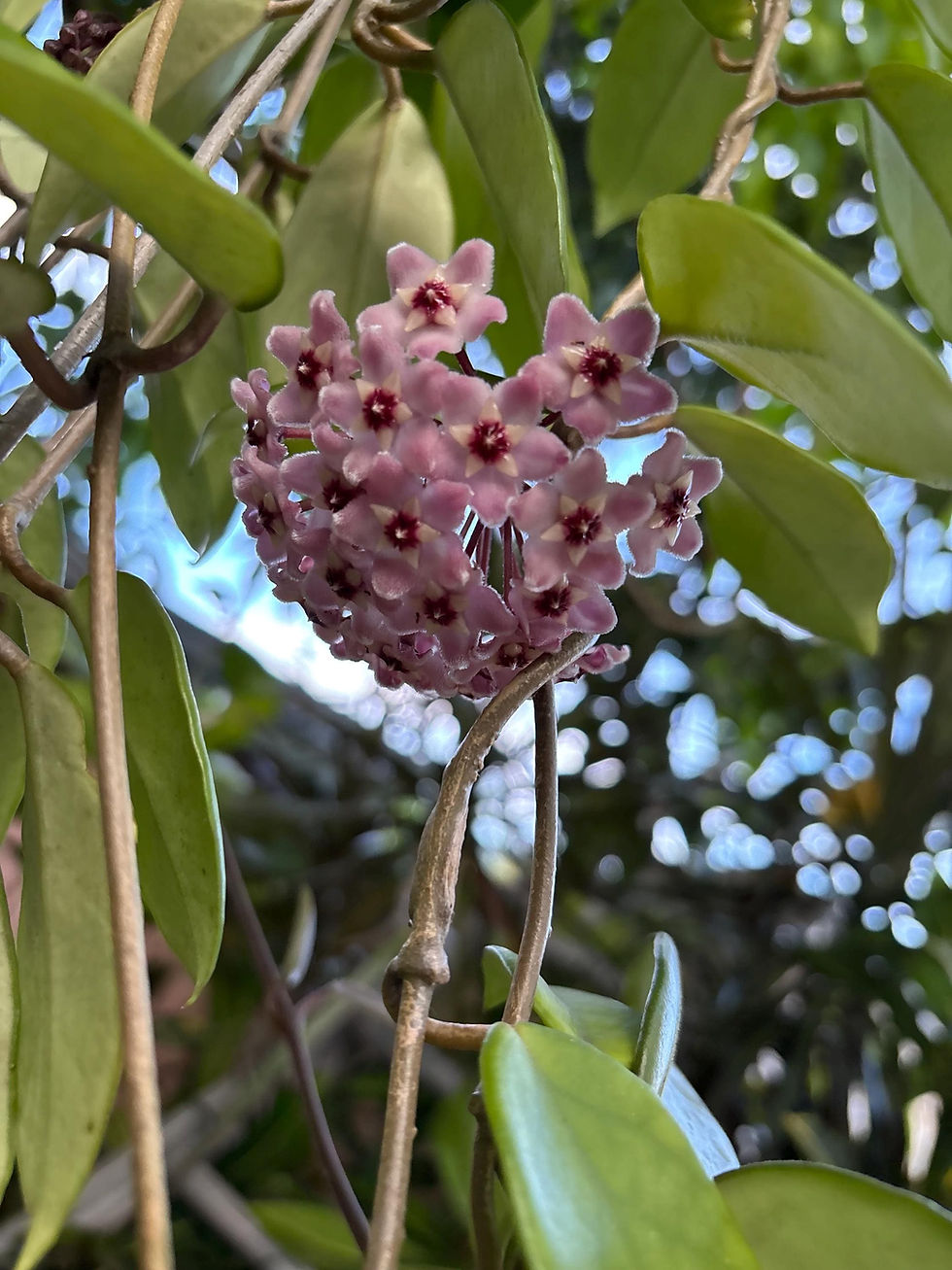 Thumbnail: Hoya Krinkle 8 Rooted Cutting - 2 Inch Pot