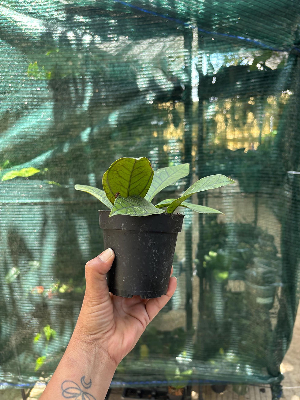 Thumbnail: Hoya Callistophylla Vena Starter Plant - 3 Inch Pot