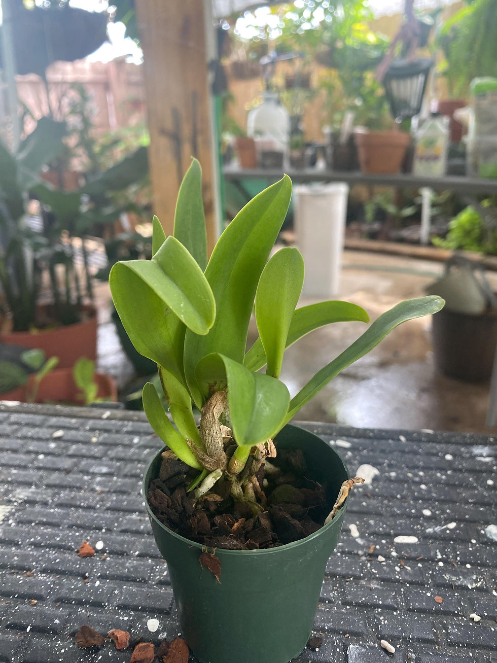 Thumbnail: Blc Goldenzelle 'Lemon Chiffon' - Young Orchid | 2.5 Inch Pot