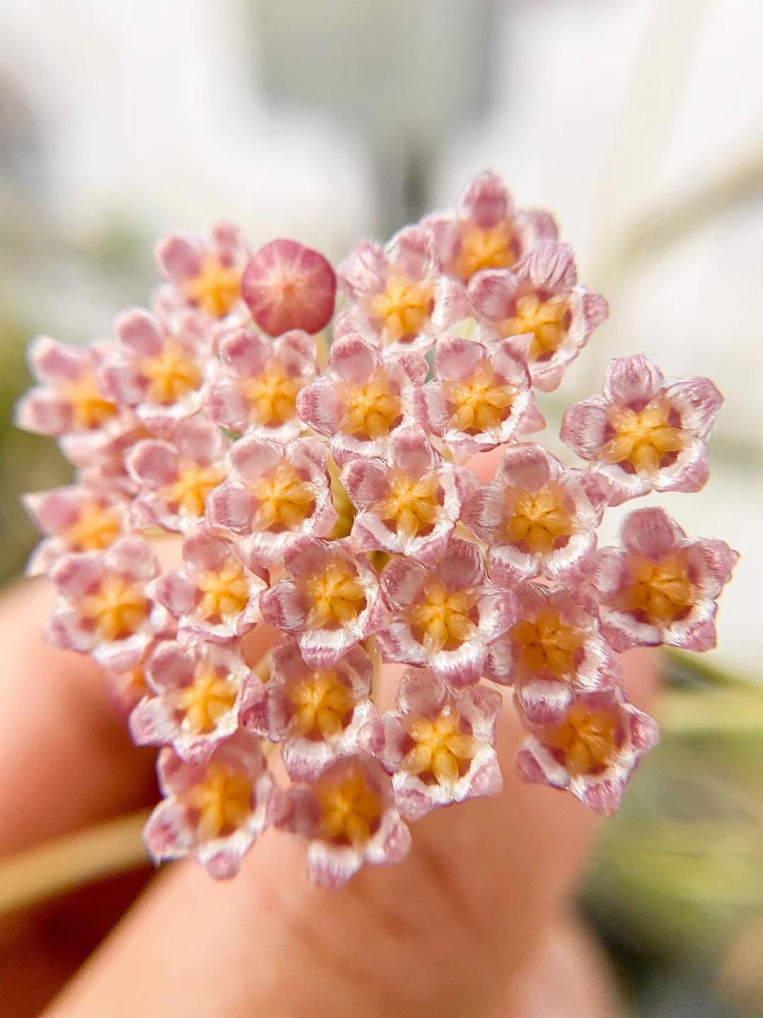 Hoya Rebecca Rooted Cutting - 2 Inch Pot
