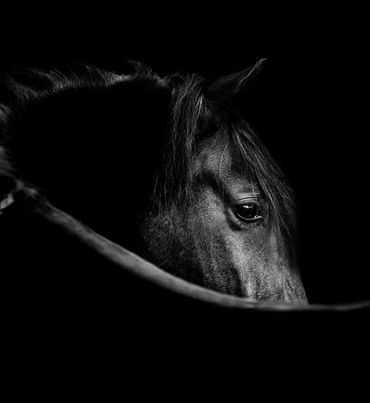 black-horse-looking-back-his-shoulder-fine-art-low-key-image.jpg