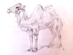 Animaux du monde (IV)