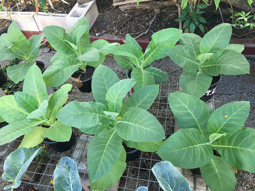 eating tobacco plant Chewing leaves hi-res stock photography and images or a premium snuff tobacco when ripe. Tobacco | Cultivation, Curing &