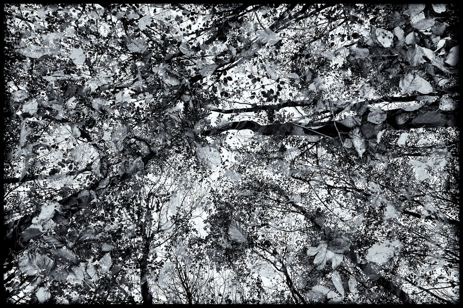 above and below oben und unten tree baum branch ast leaf blatt