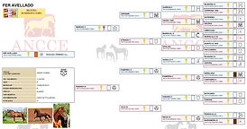 Genealogía Fer Avellado Kara Pura Raza Española