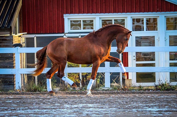 Dakar de Kara (Fer Avellado & Hera XXX, c. Kara PRE) owned by Renée Knutson/Remont.se. Photo by Julia Andersson