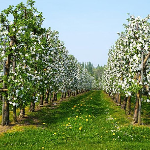 Fruit Blossoms Route Haspengouw