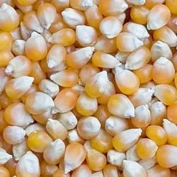 Miniatura: Premium Yellow Maize Corn from Tanzania for export, animal feed, food processing, and wholesale supply worldwide