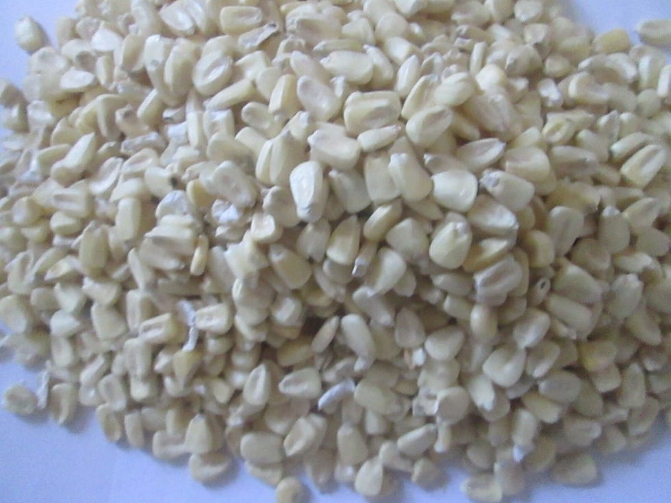Premium White Maize Corn from Tanzania cleaned and processed for export, food production, and wholesale supply worldwide