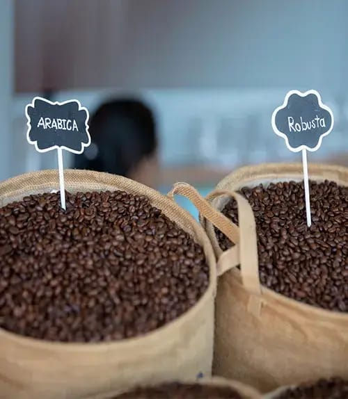 الصورة المصغرة: Robusta Coffee Beans
