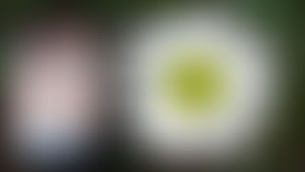 The Wishlist - Weihnachten in Schottland von J.D.Summer