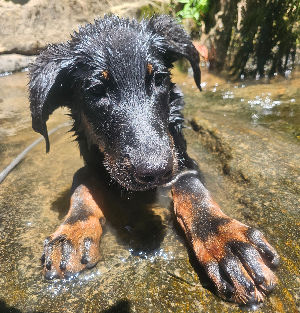 Cold Mountain Canine FAQs