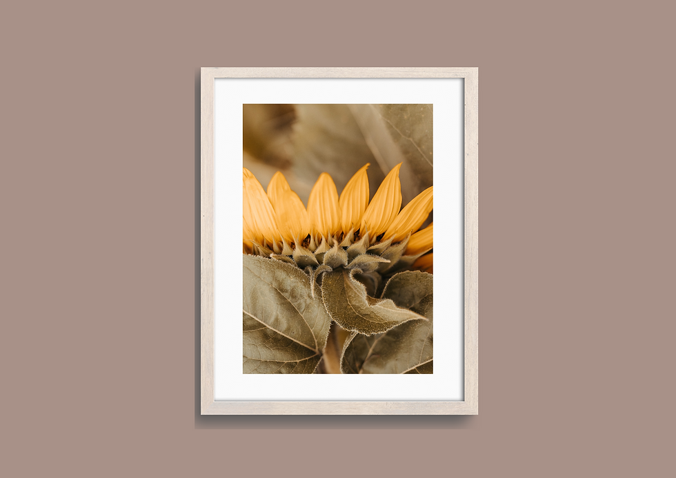 Miniaturbild: "Il Girasole" Fine Art Print