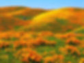 California-Poppies-deedeeflower-19543734