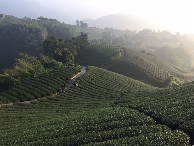 台湾茶 阿里山