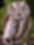 2025-06-20 Hibou Petit Duc