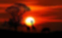 nature-sunset-animal-savannah-hd-wallpaper-preview.jpg