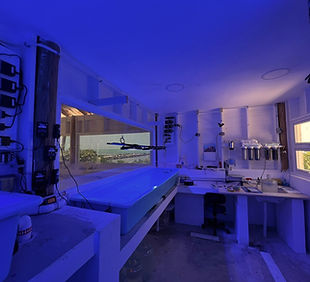 fiberglass tub and work station designed for efficient coral fragmentation