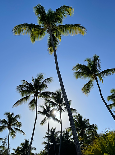 Caribbean Palm Trees