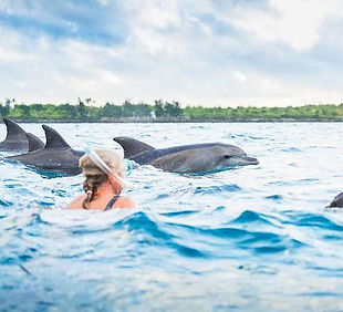 Dolphin_Tour.jpeg