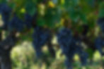 DSCF0705.jpeg