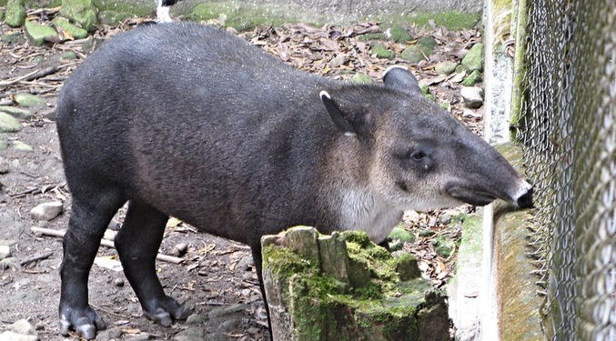 nispero_zoo_panama_Anton_valley
