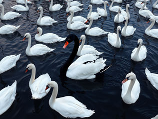 A black swan in between white swans