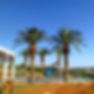 Tamareiras