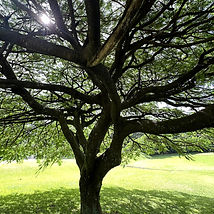 oak tree.jpg