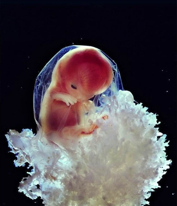 Voeding & Embryologie
