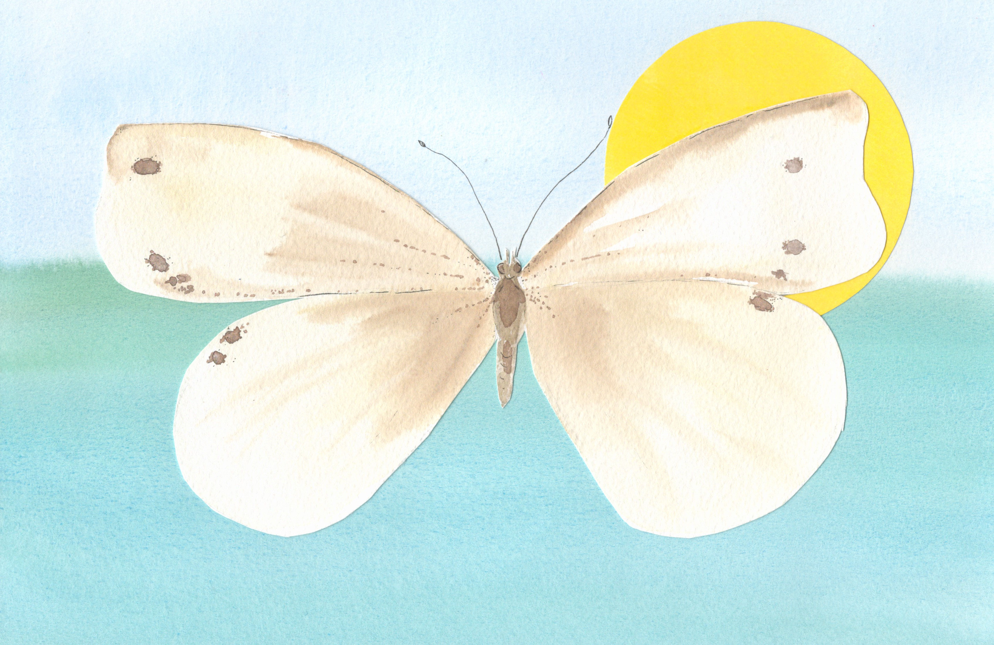 Cabbage White