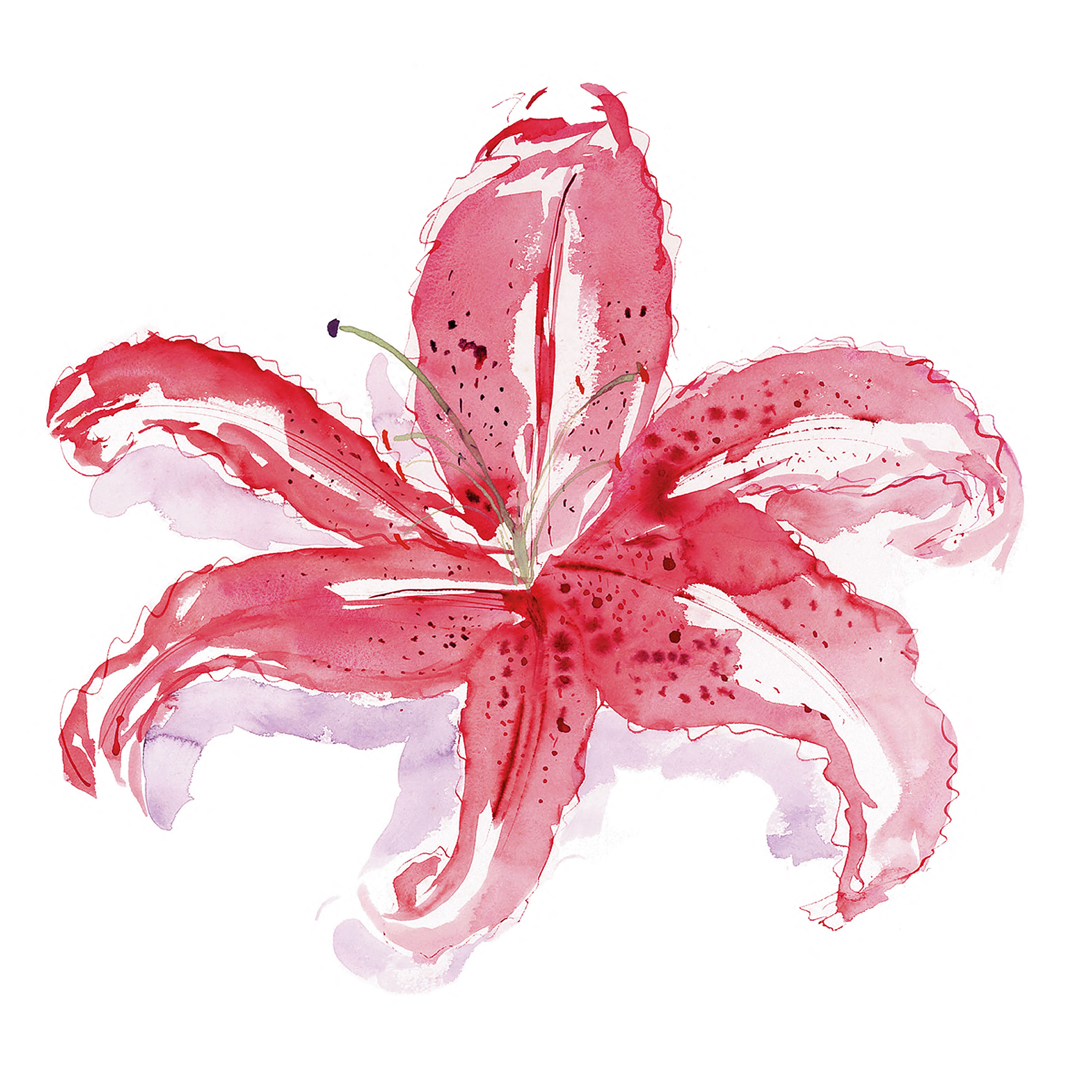 Oriental Lilly