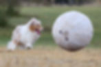 25” Heavy Duty Sheep Lookalike Herding Ball for Dogs