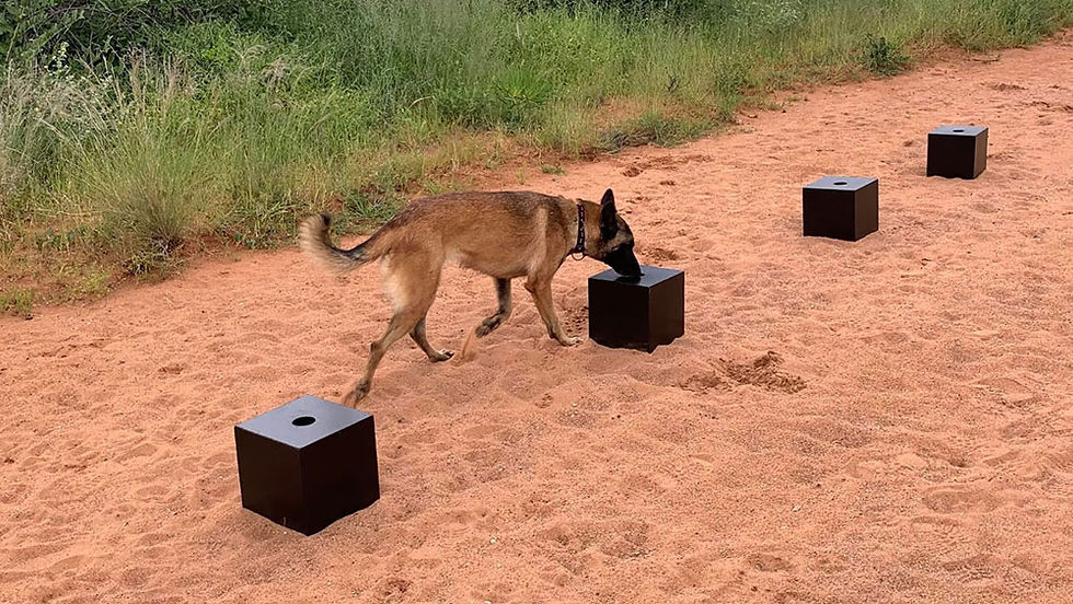 Nosework and Scent Detection Club