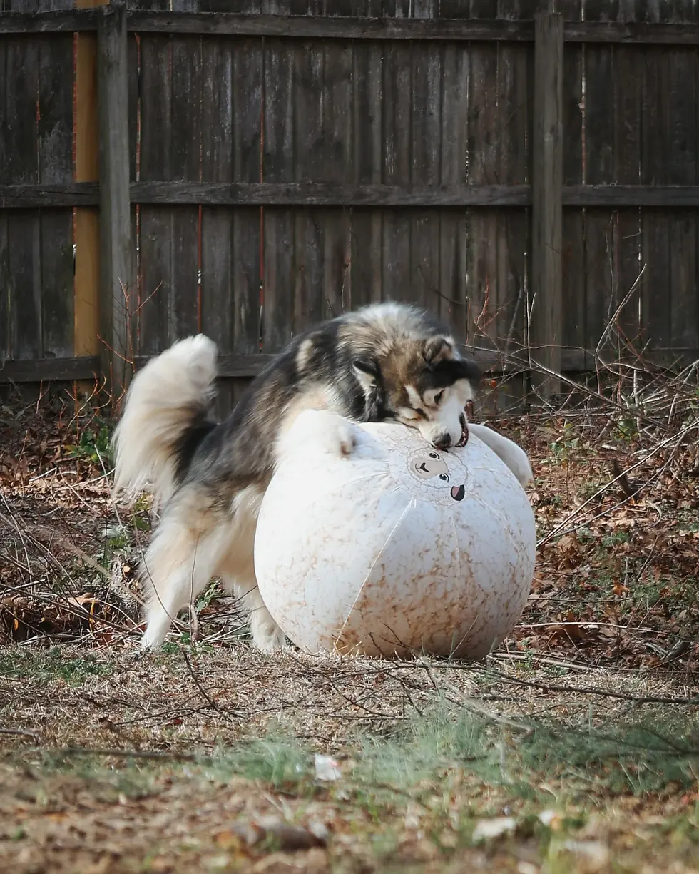 Thumbnail: 25” Heavy Duty Sheep Lookalike Herding Ball for Dogs
