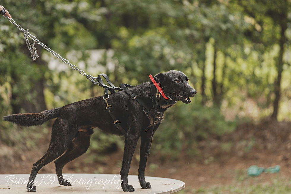 Thumbnail: Ray Allen Manufacturing Biothane Agitation Harness