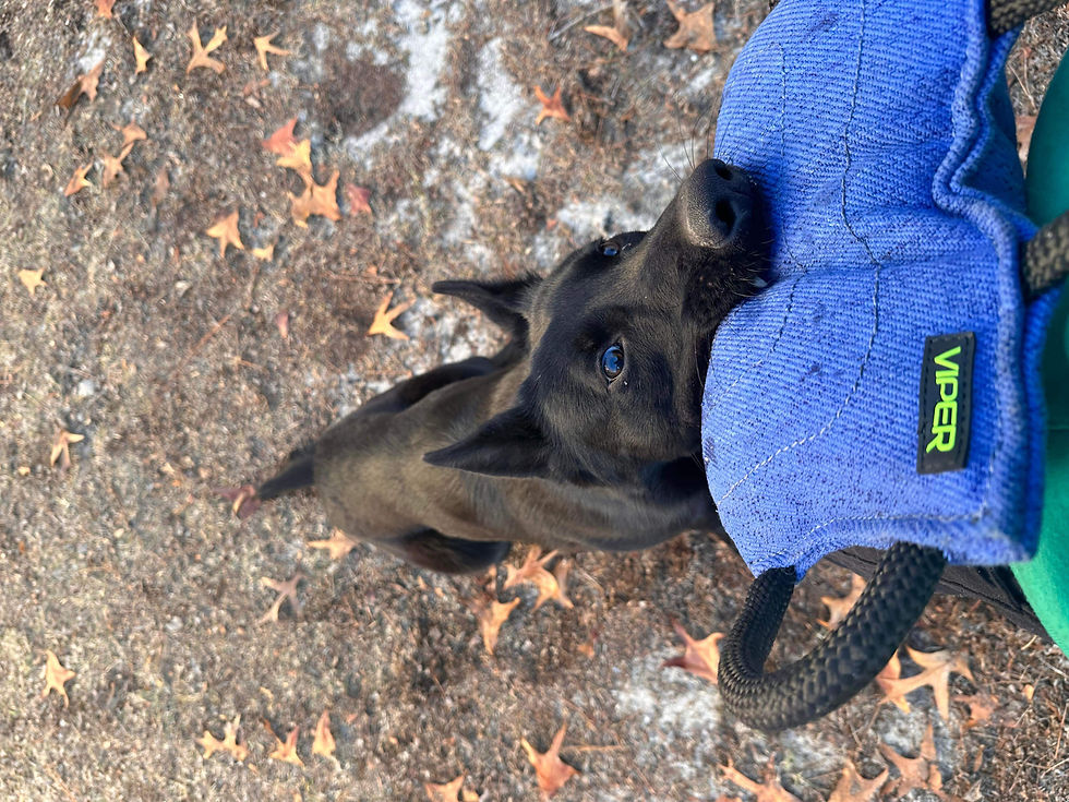 Thumbnail: Viper K9 Classic French Linen Bite Pillow with 3 Handles