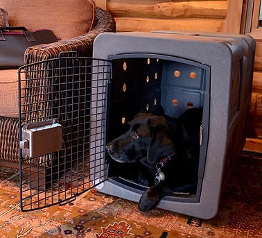 Dakota-Dog-Crate-Callie-Ross.jpg