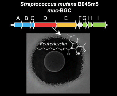 2020-ACSID-TOC.gif