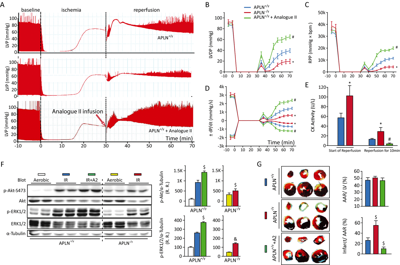 2013-JAHA-Fig5.gif