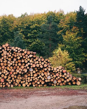 Pile of forested logs