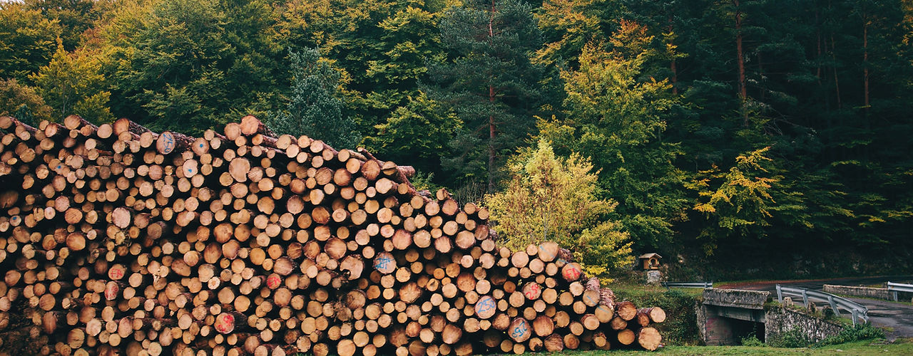 Pile of forested logs