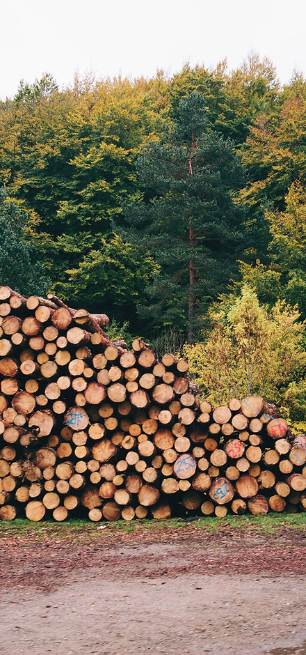 Pile of forested logs