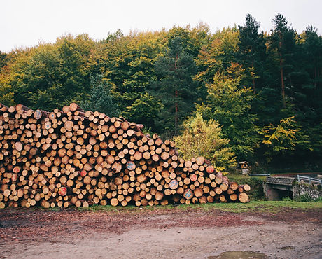 Pile of forested logs