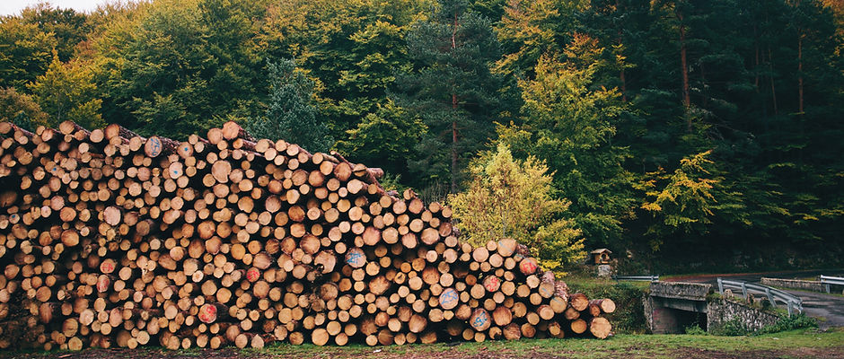 Pile of forested logs