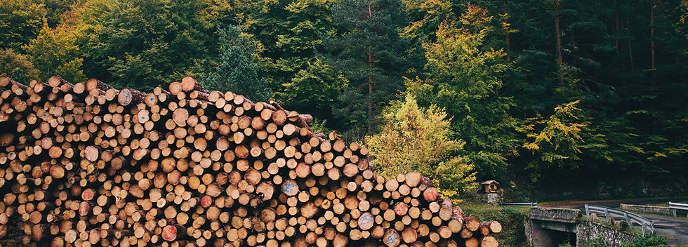 Pile of forested logs